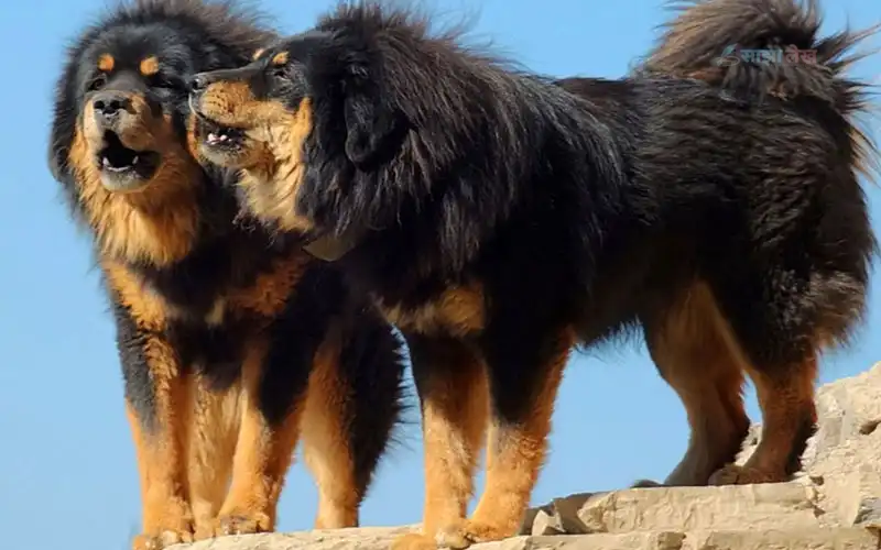 News article: बागलुङमा बढ्यो भोटे कुकुरको माग